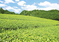 お茶の写真